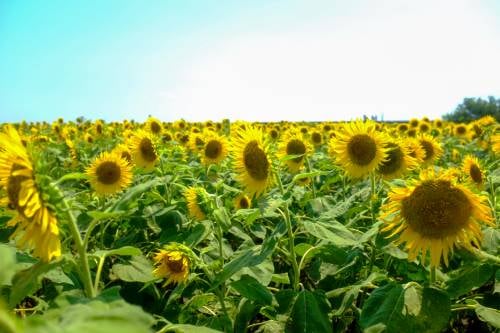Best Places to Visit in August #6|Fukuoka