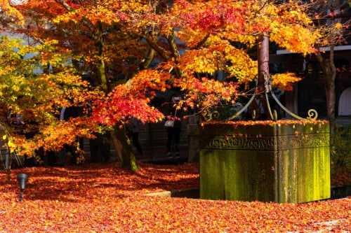 Best Place to visit in November #1 | Osaka